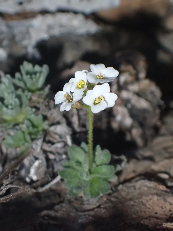 Draba dubia