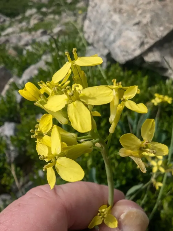Койнсія Ріше