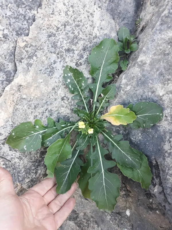 Gravina cabbage