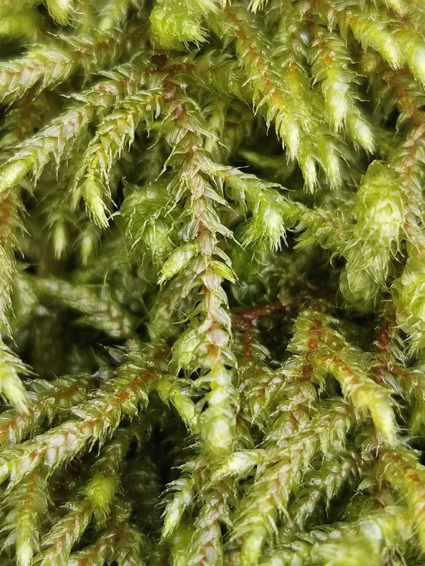 Loeskeobryum brevirostre