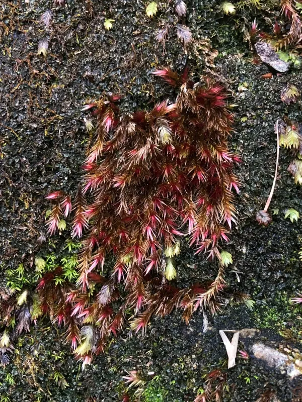 Orthothecium rufescens