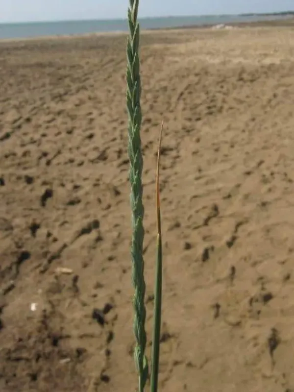 Sharp couch grass