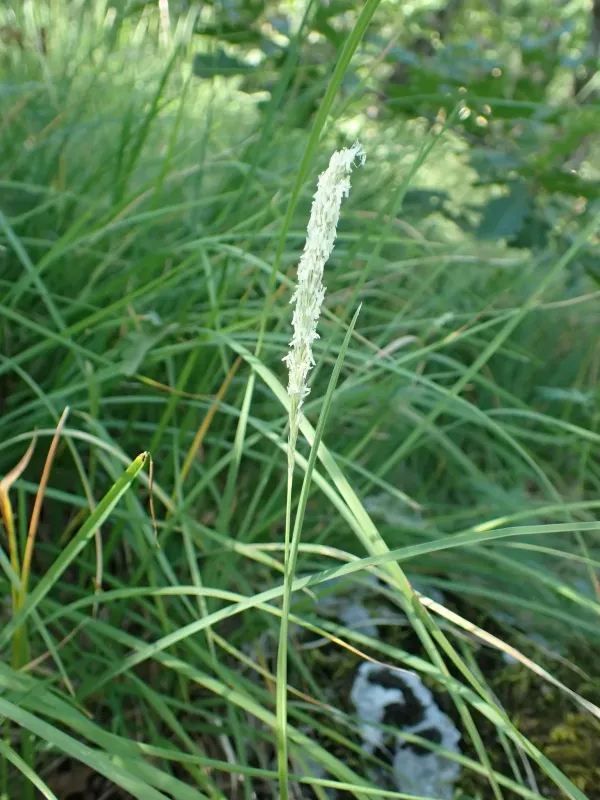 Autumn moor grass