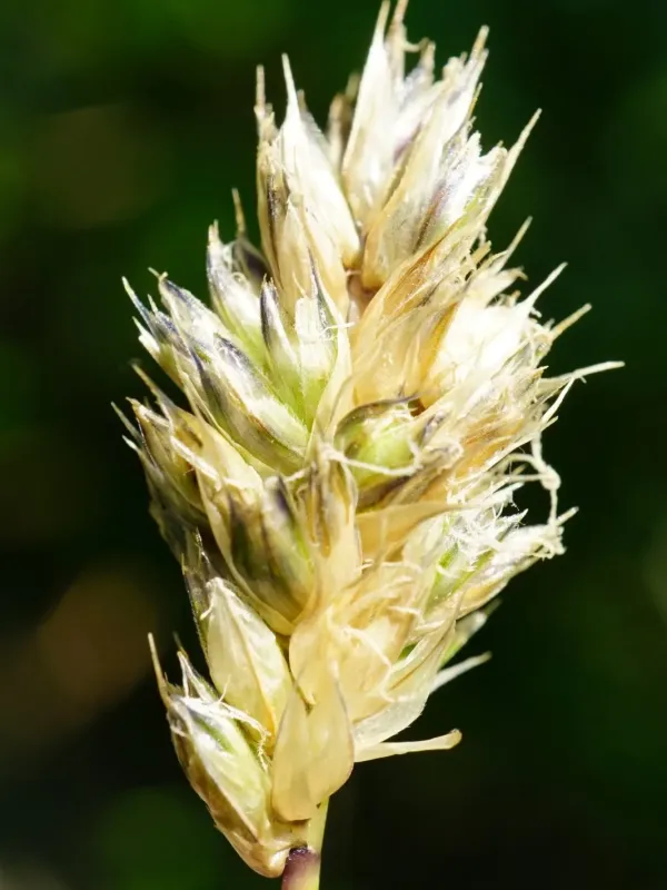 Sesleria sadleriana