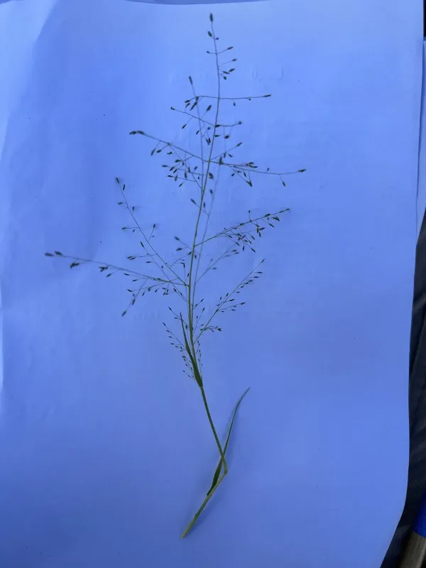 Eragrostis trachycarpa