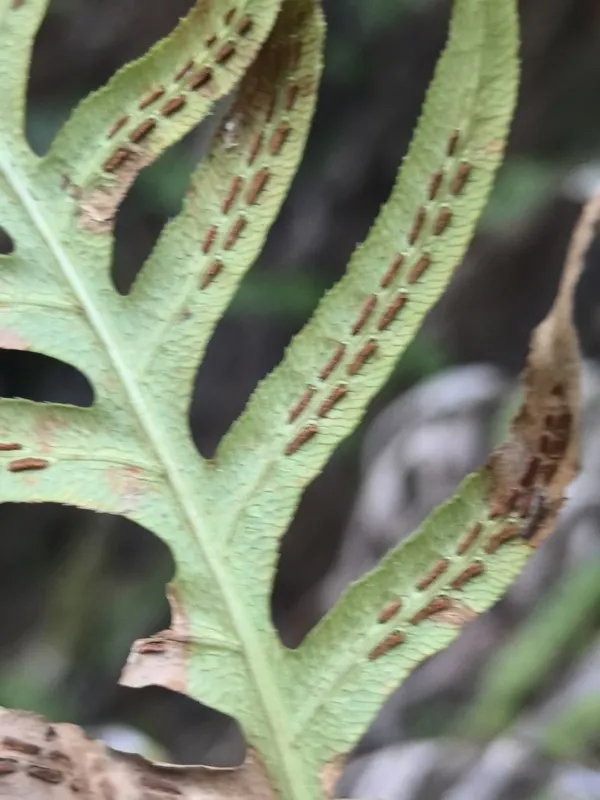 Woodwardia spinulosa