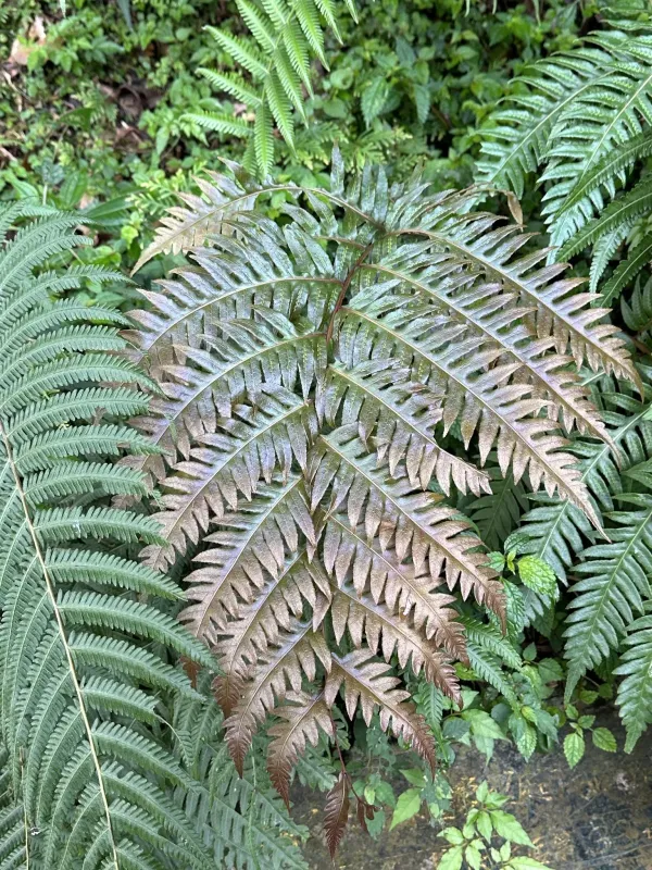 Woodwardia unigemmata