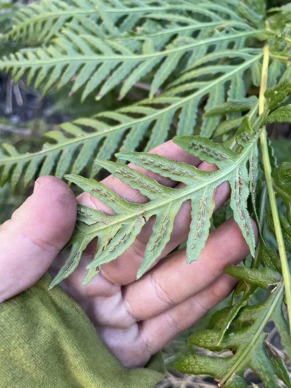 Giant Chain Fern
