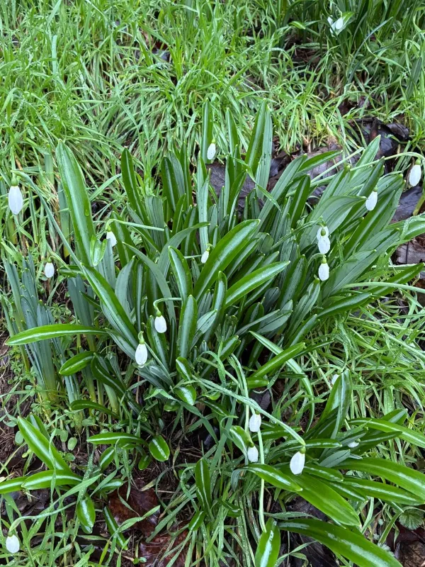 Pleated snowdrop
