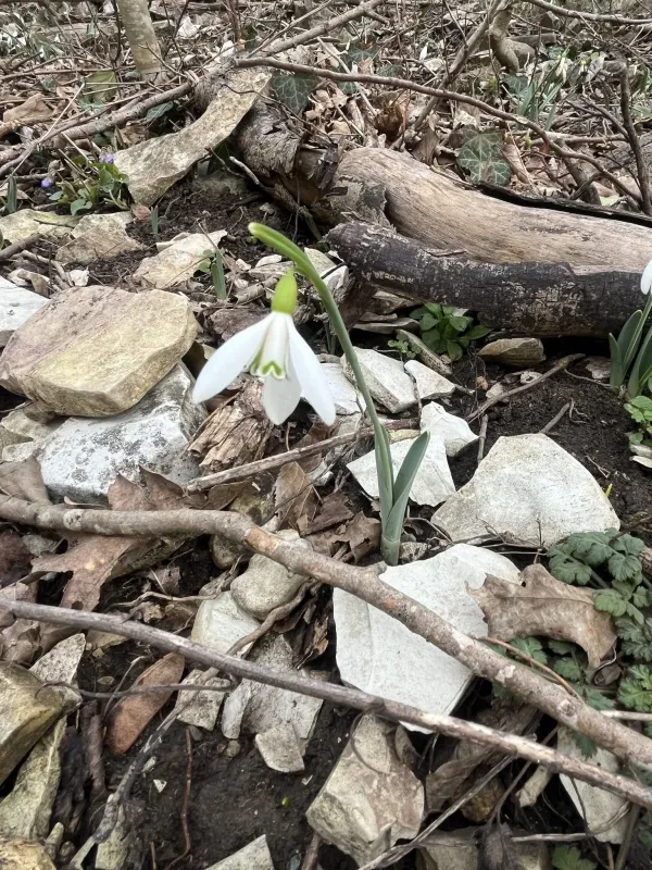 Alpine snowdrop