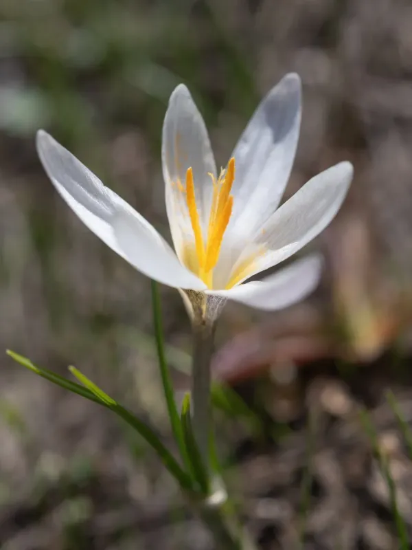 Alatau Crocus
