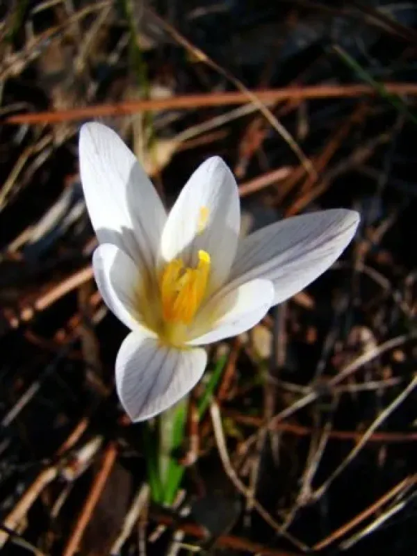 Crocus nevadensis