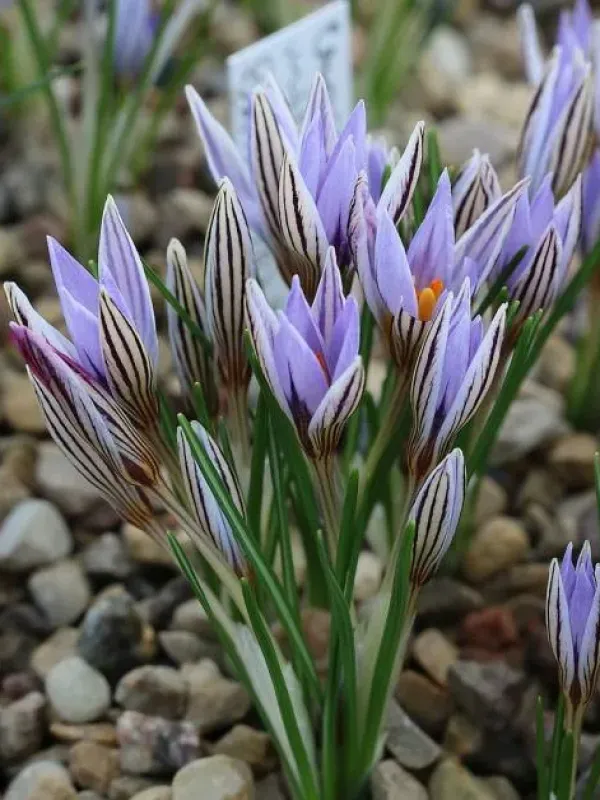 Crocus crewei