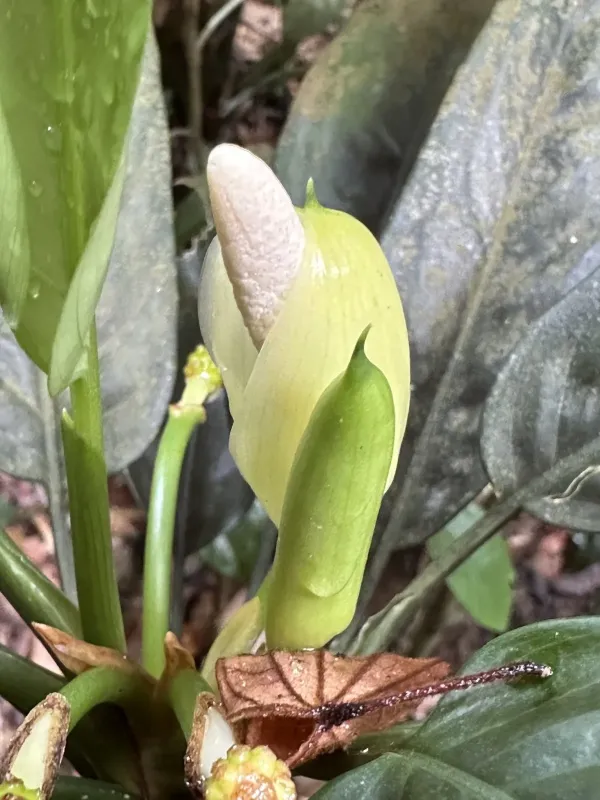 Aglaonema simplex brevispathum
