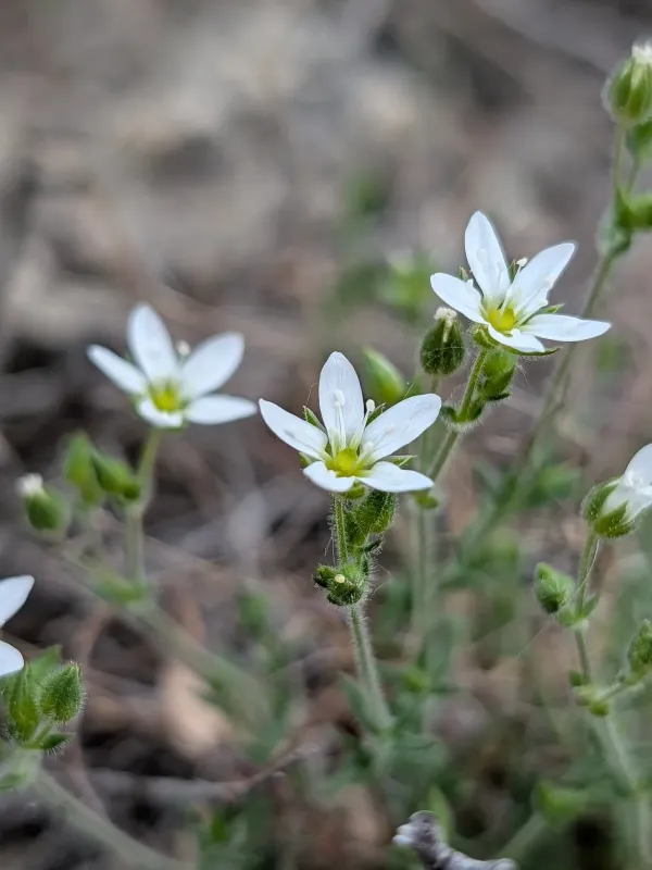 Bristly sandwort