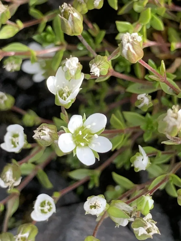 Norwegian sandwort