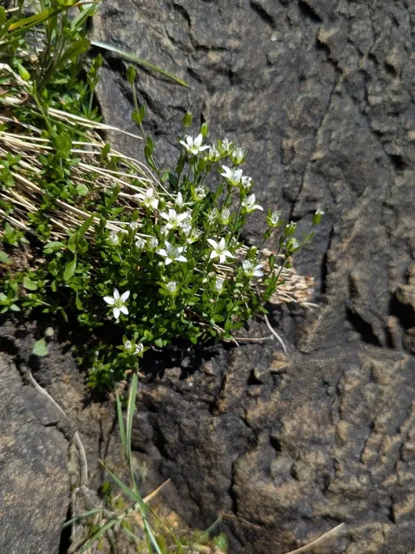 Low sandwort