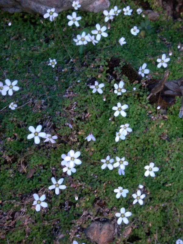 Corsican sandwort