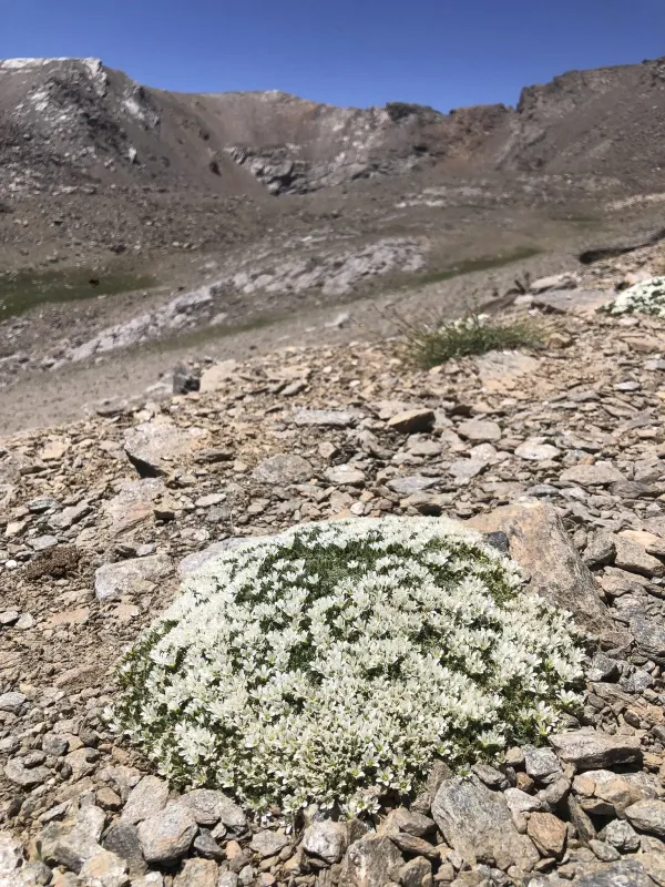 Arenaria tetraquetra