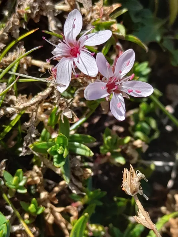 Purple sandwort