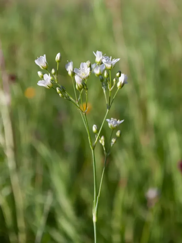 Eremogone procera