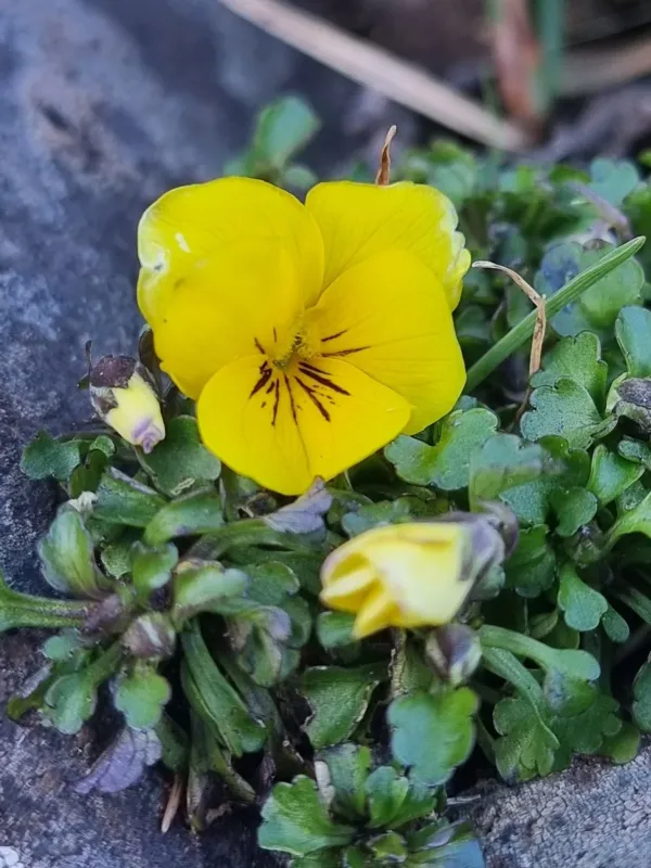 Viola paradoxa