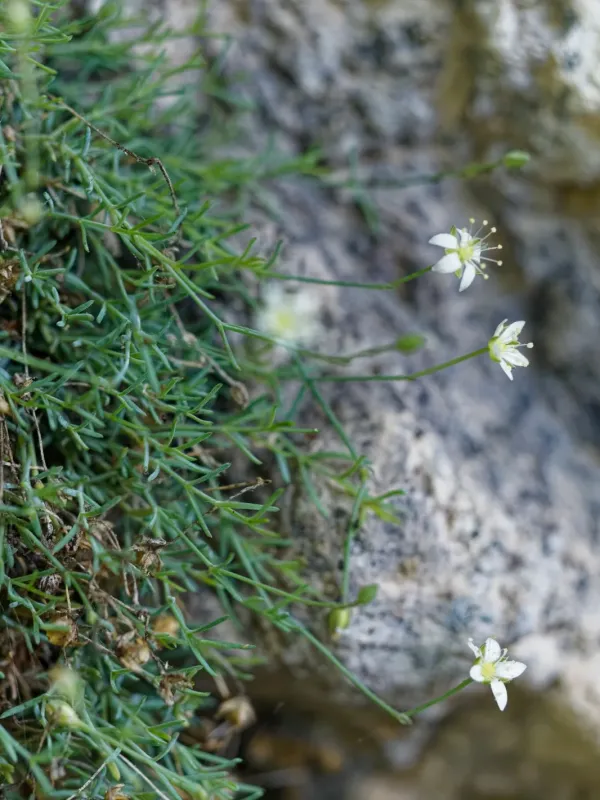 Moehringia glaucovirens
