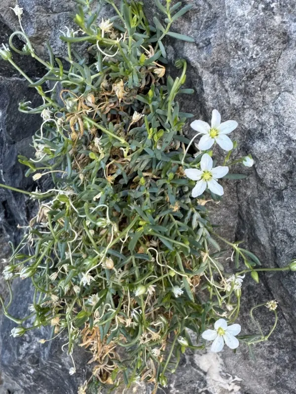 Moehringia insubrica