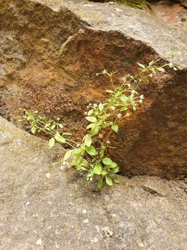Moehringia pentandra