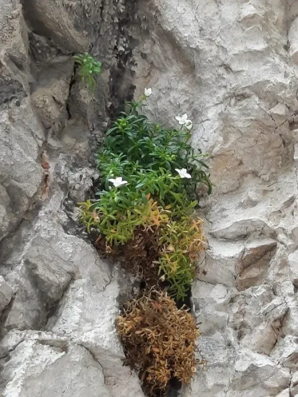 Мерингія папулезна