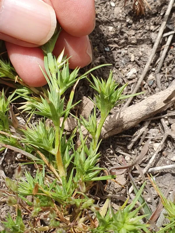 Mountain sandwort