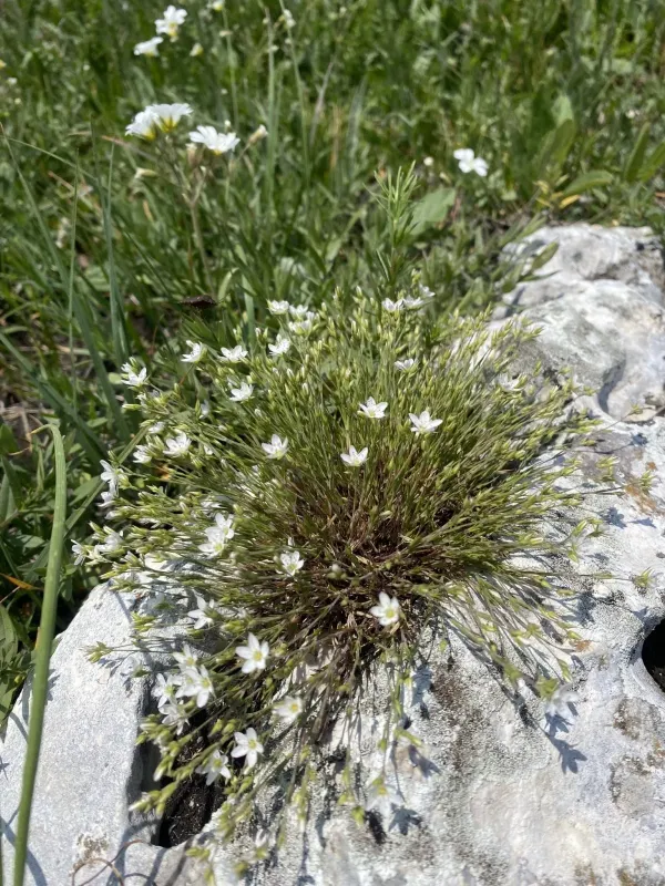 Hairy sandwort