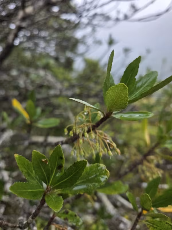 Elaeocarpus hookerianus