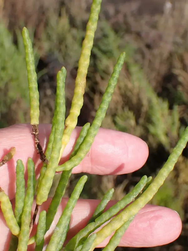 Salicornia procumbens