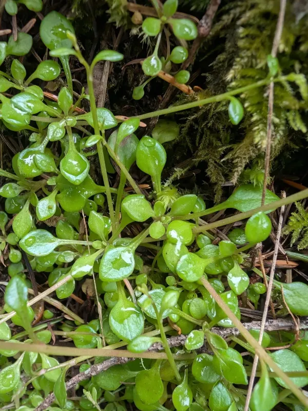 Montia parvifolia