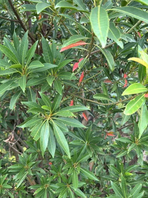 Elaeocarpus decipiens