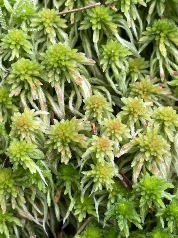 Five-row peat moss