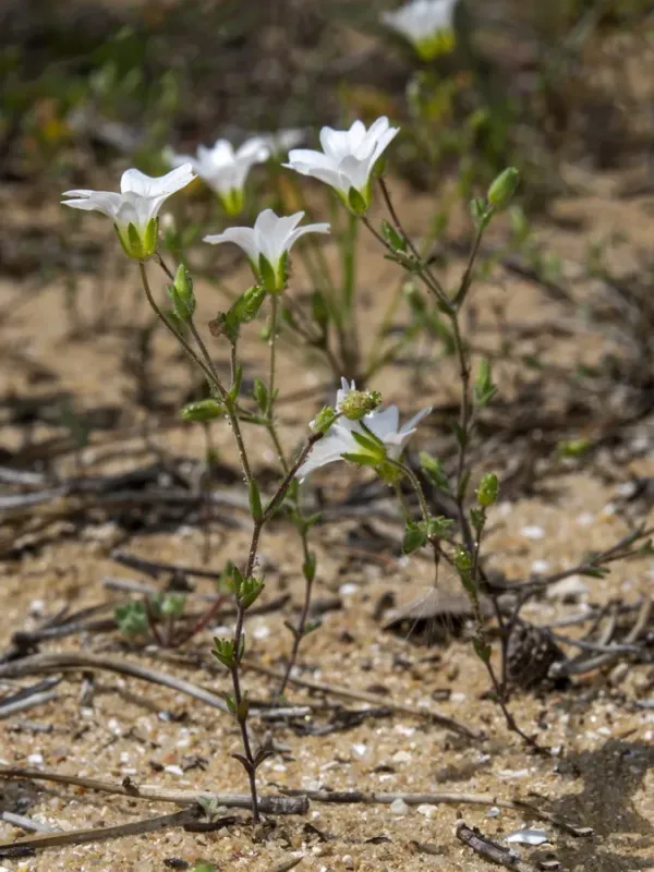 Arenaria algarbiensis