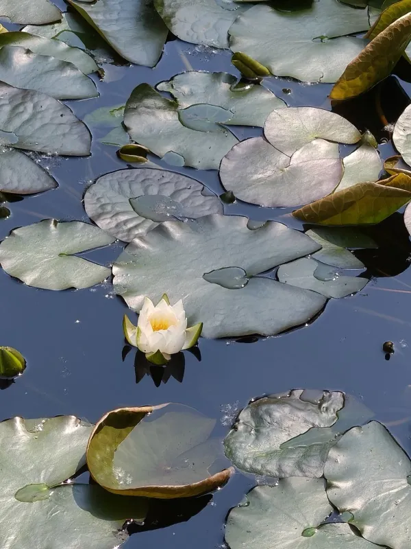 Least water lily