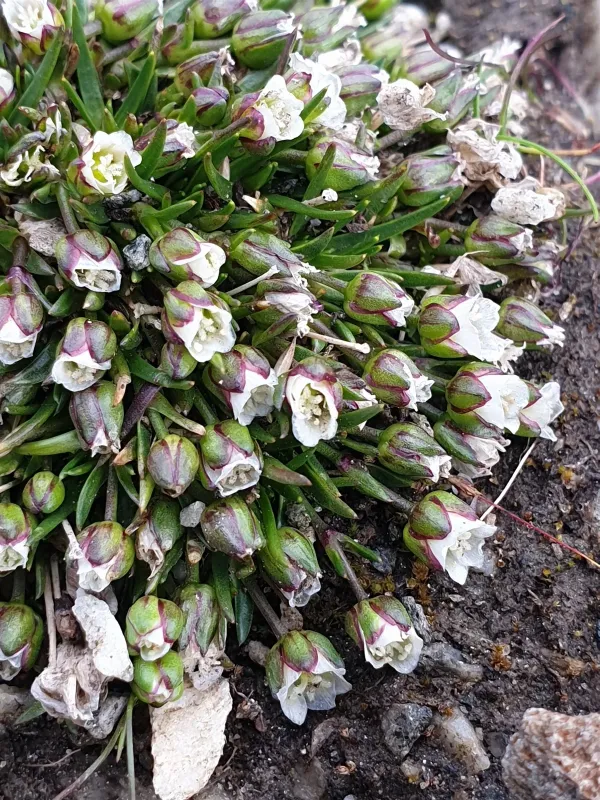 Sagina caespitosa