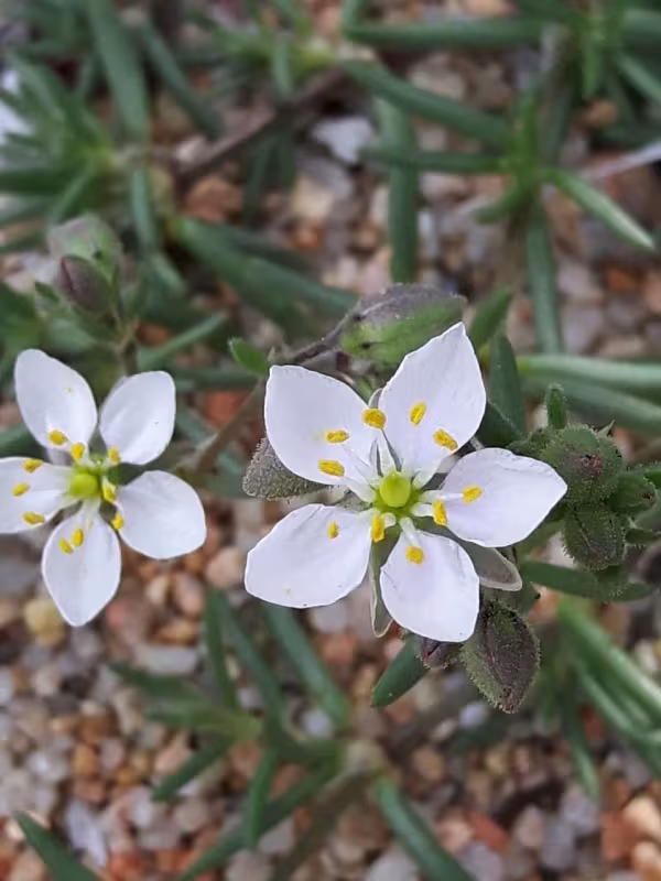 Spergularia macrorrhiza