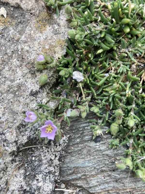Rock sea-spurrey