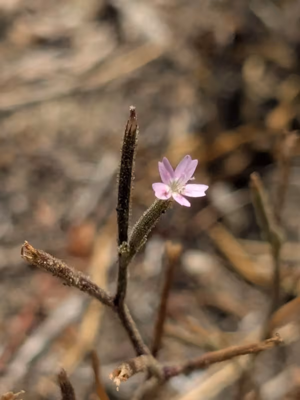 Velezia rigida