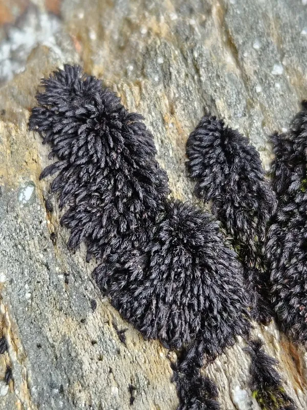 Andreaea rothii