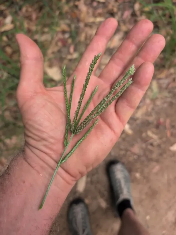 Indian goosegrass