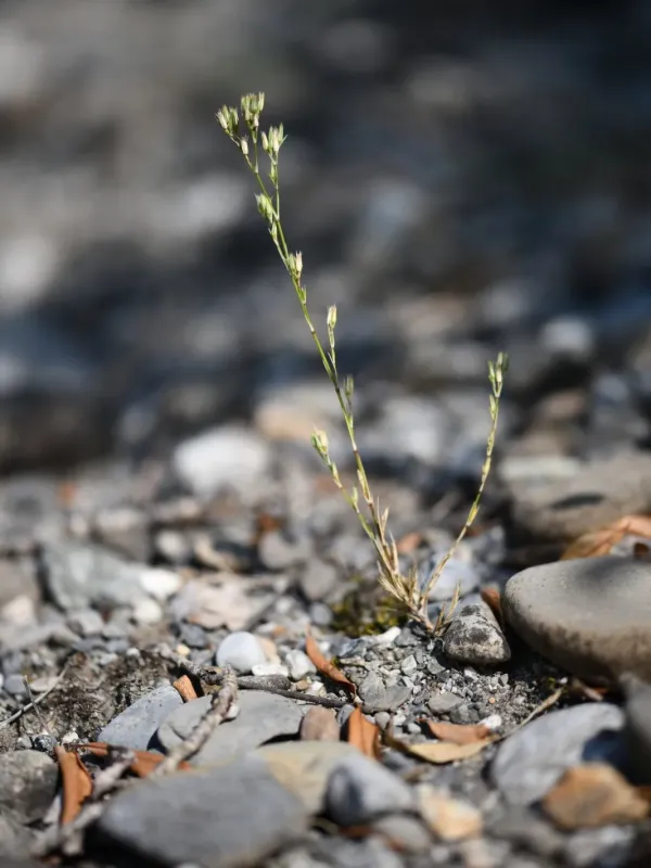 Bufonia paniculata