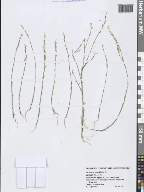 Bufonia tenuifolia