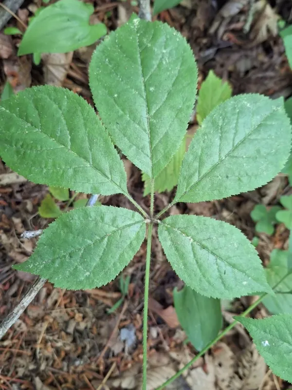 Siberian ginseng