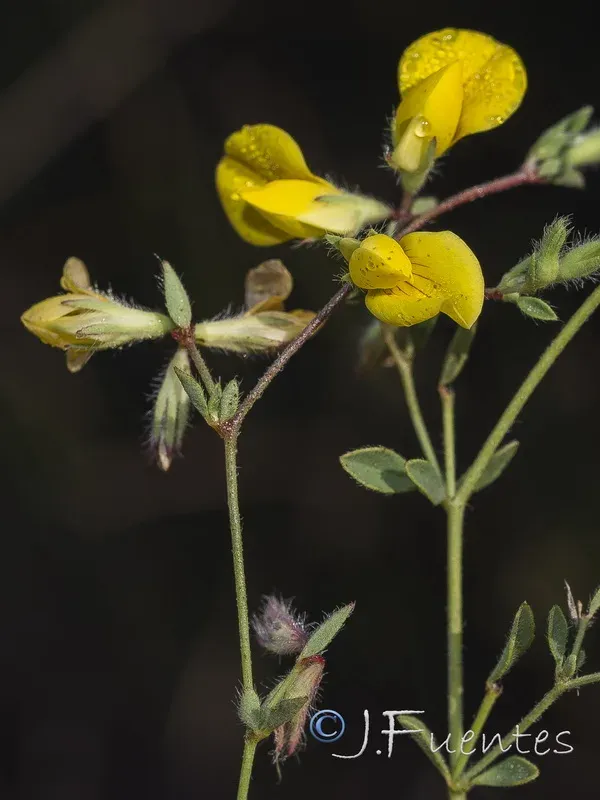 Lotus castellanus