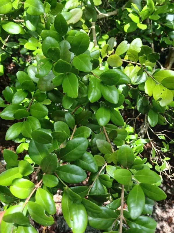 Gyminda latifolia